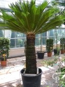 Cycas Revoluta Specimen