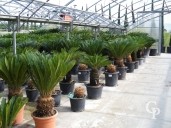 Cycas Revoluta