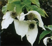 Davidia Involucrata