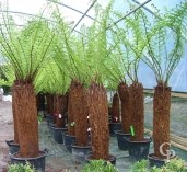 Dicksonia Antartica