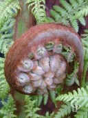 Dicksonia Antartica