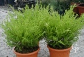 Diosma 'Sunset Gold'   LV5