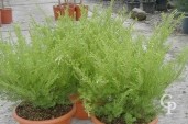 Diosma 'Sunset Gold'  LV5