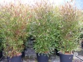 Dodonea Visc  'Purpurea' 35l