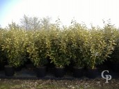 Eleagnus  'Lime Light'