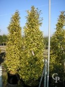 Eleagnus 'Gilt Edge'  Pyd