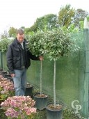 Eleagnus Ebbingeii  Half Std   25l