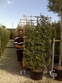 Eleagnus Ebbingeii Espalier 2,00  60