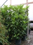 Eriobotrya  Japonica  35l Bush 2,00+