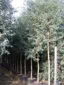 Eucalyptus  Rostrata Campb[1]