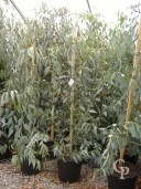 Eucalyptus Darlympleana