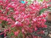 Euonymus  Alatus 'Compactus'