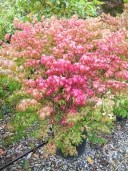 Euonymus Alatus 'Compactus'   1,25  30l