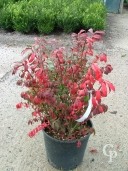 Euonymus Alatus 'Compactus'  10l