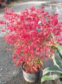 Euonymus Alatus 'Compactus' 20l