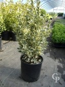 Euonymus Jap ' Bravo' 10l