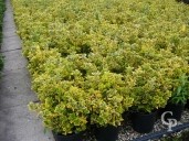 Euonymus Jap 'Elegantissima Aureus'   10l