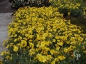 Euryops Pectinatus  4 5l