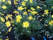 Euryops Pectinatus  4 5l