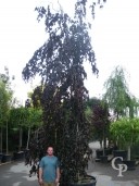 Fagus Syl 'Purple Fountain'    7,00+