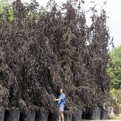 Fagus Syl 'Purpurea Pendul