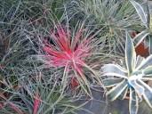 Fasicularia Bicolor 5l