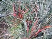 Fasicularia Bicolor