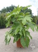 Fatsia Japonica   10l