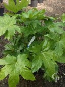 Fatsia Japonica