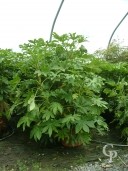 Fatsia Japonica LV40