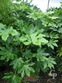 Fatsia Japonica