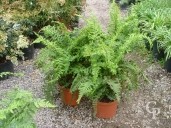 Dryopteris 'The King'   5l