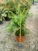 Dryopteris Affinis 5l