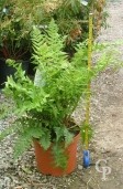 Dryopteris Filis-Mas 5l