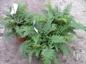 Polystichum Polyblepharum 'Jade'   5l