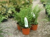 Polystichum Seti 'Herrenhausen'   5l