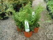 Polystichum Setiferum   5l