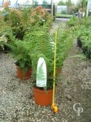 Polystichum Setiferum 5l