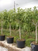 Ficus Carica 'Brown Turkey'  20-25  110l