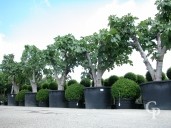 Ficus Carica 'Brown Turkey'  80-90 750l