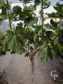 Ficus Carica 'Brown Turkey'  Half Std  18l