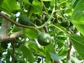 Ficus Carica 'Brown Turkey'