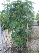 Ficus Pleached   1,80   60l