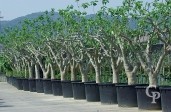 Ficus Carica 'Brown Turkey