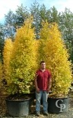 Gingko Biloba 'Fastigiata' 3,00-3,50 230l Autumn Colour