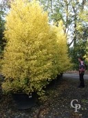 Ginkgo Autumn Colour