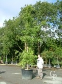 Ginkgo Biloba    5,00    300l