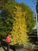 Ginkgo Biloba 'Fastigiata'    4,00