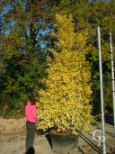 Ginkgo Biloba 'Fastigiata'   4,00