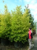 Ginkgo Biloba 'Fastigiata'  3,50